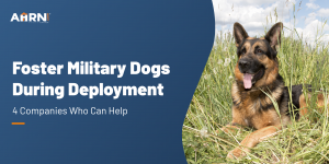 Foster Military Dogs During Deployment