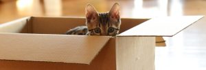 Tips For Moving With Cats