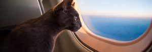 Military Discount Flights That Are Pet-Friendly